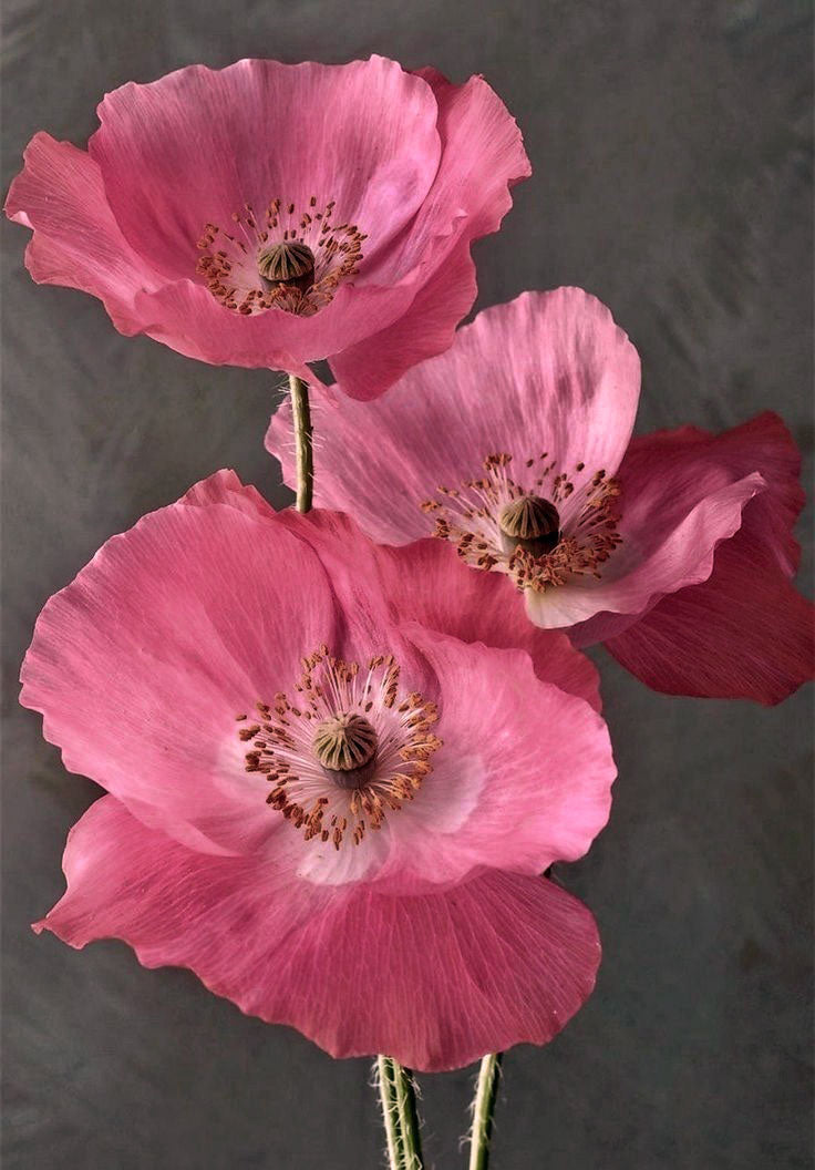 Beauty in Bloom