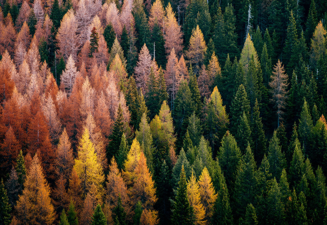 Forest for the Trees