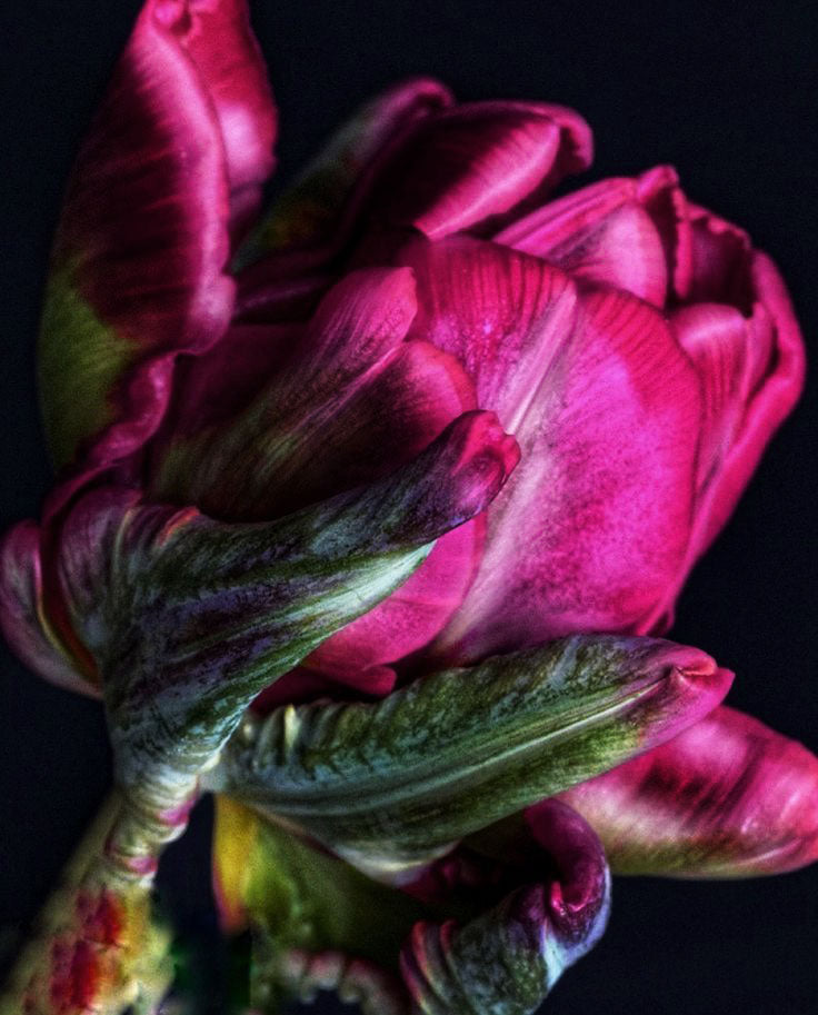 Tulip Electrified