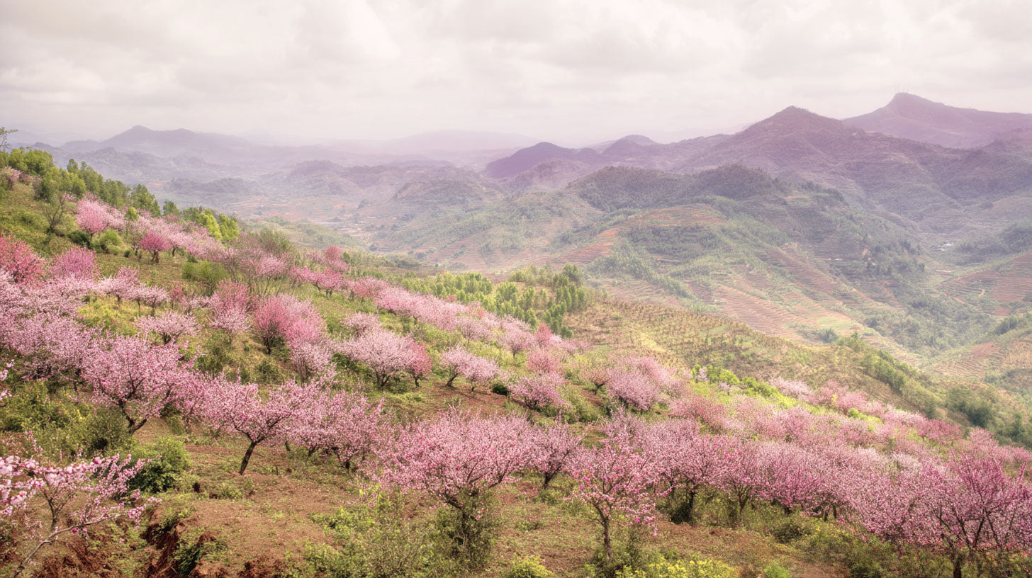 Valley of Blossoms