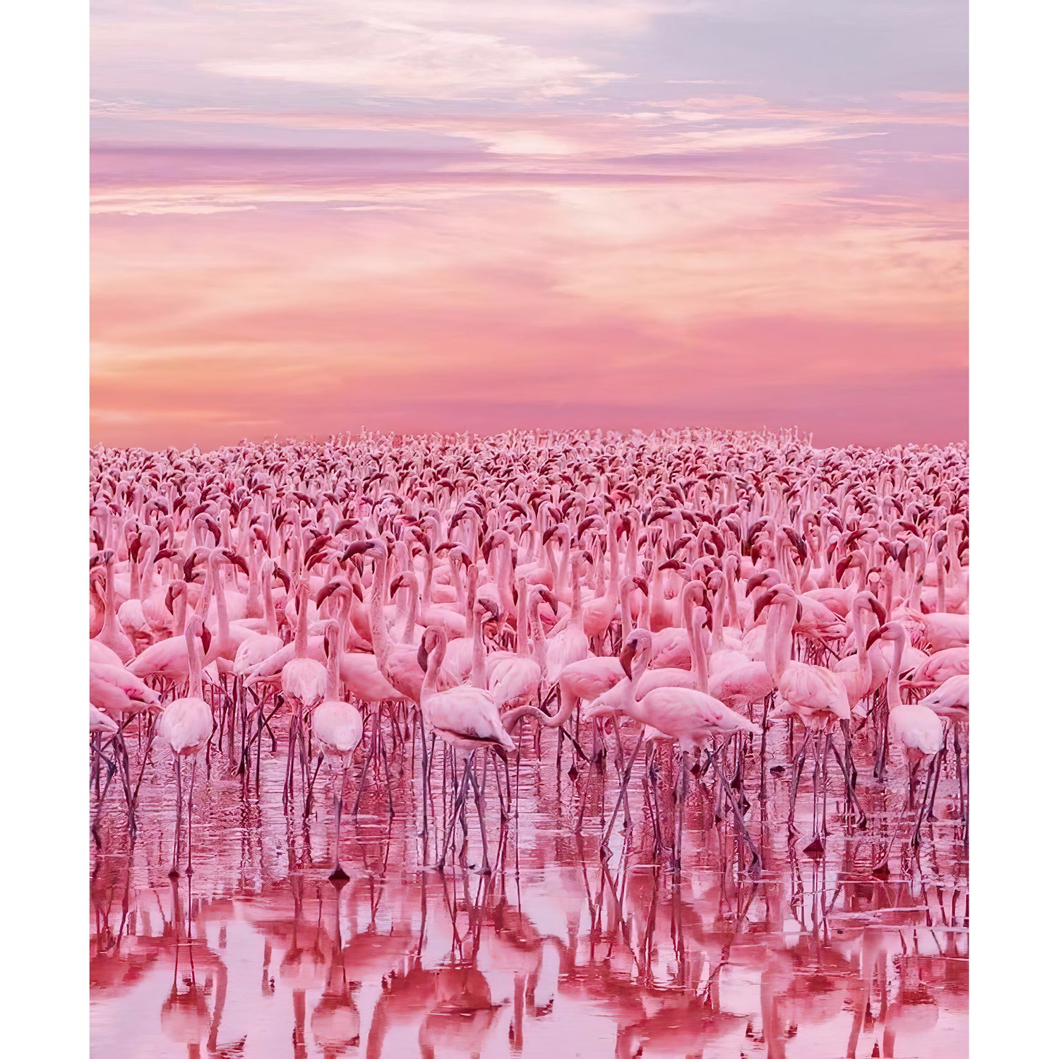 A Flock of Flamingos