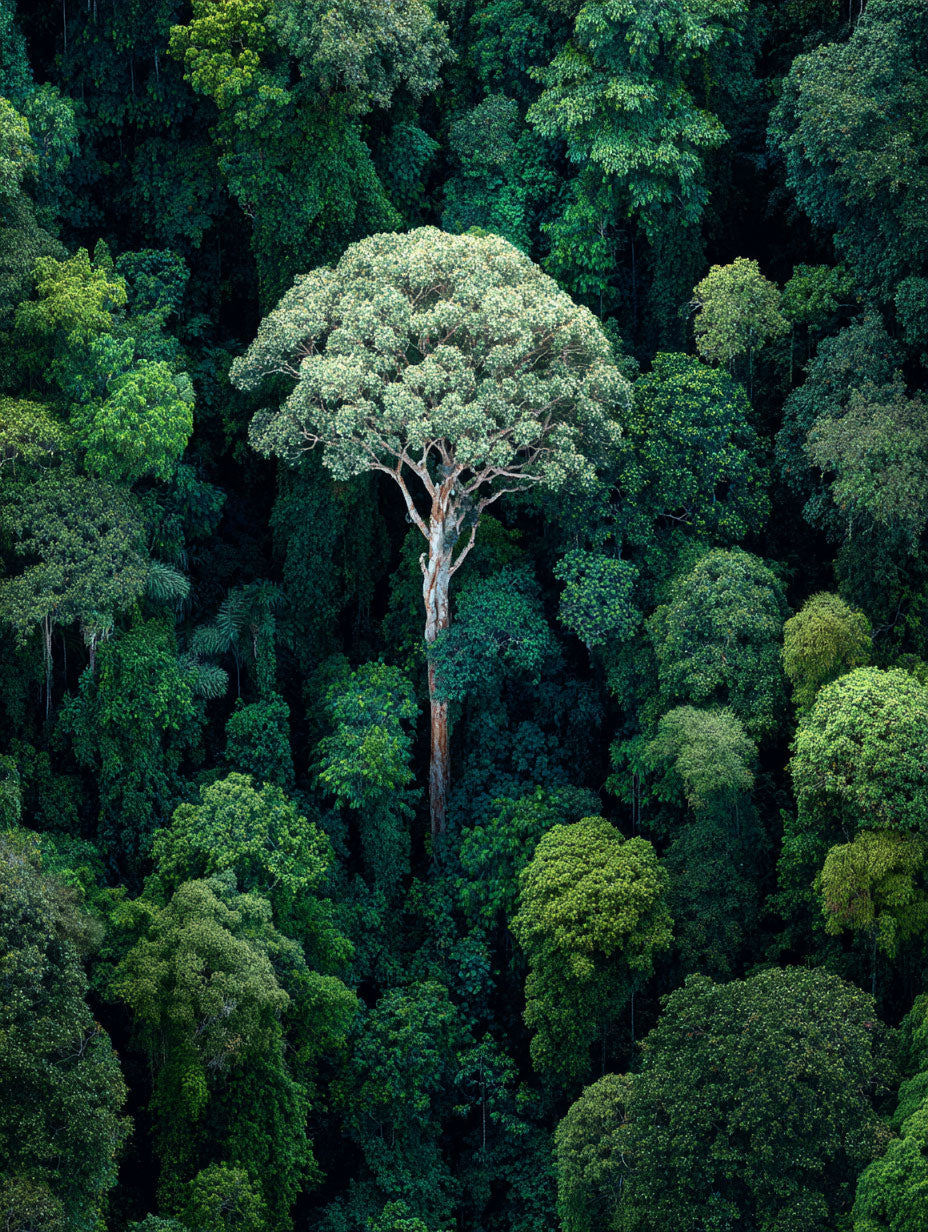 Amazonian