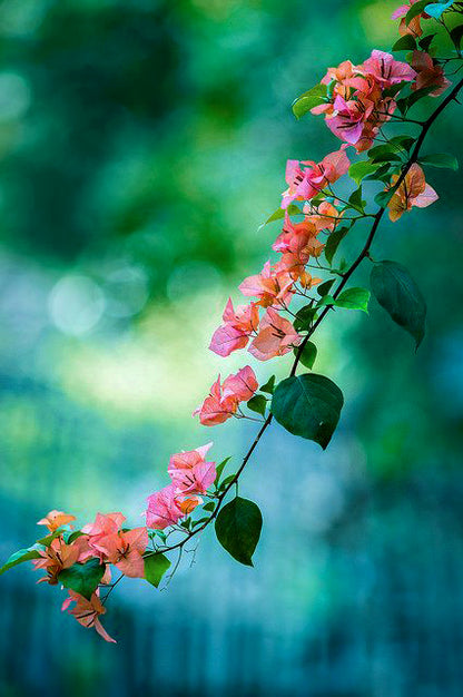 A Moment of Beauty