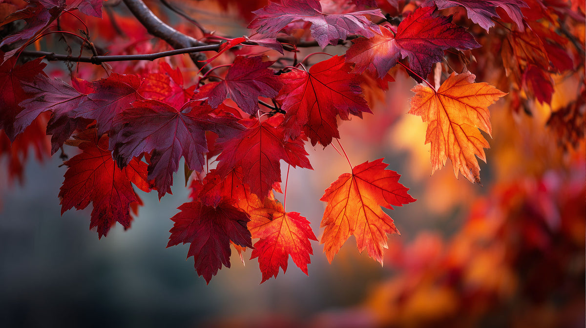 Autumn Flame
