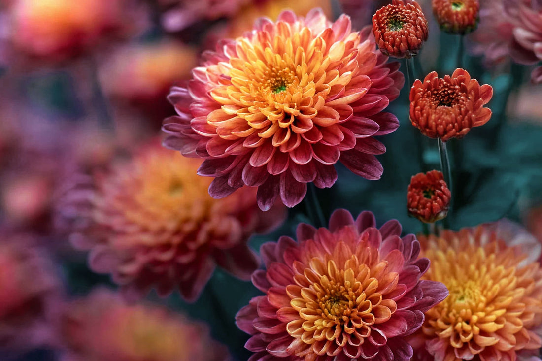 Autumn Flowers