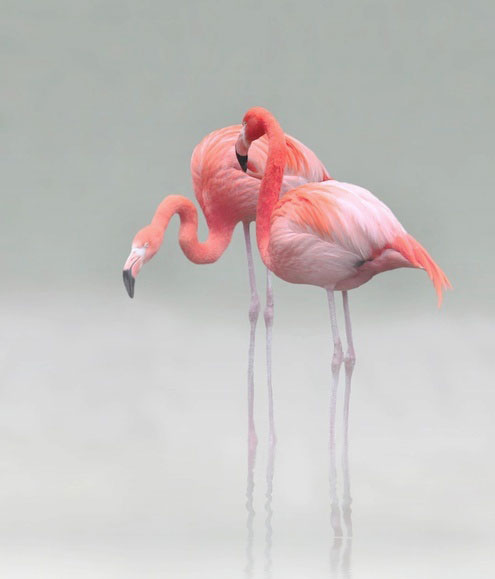 Flamingoed