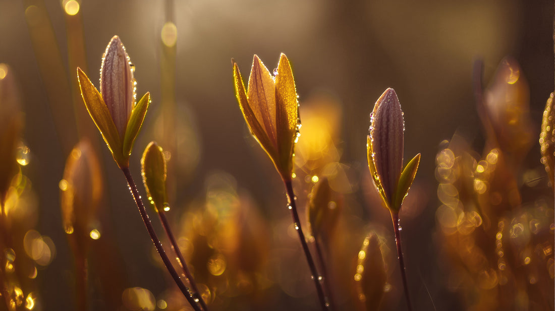 Growth