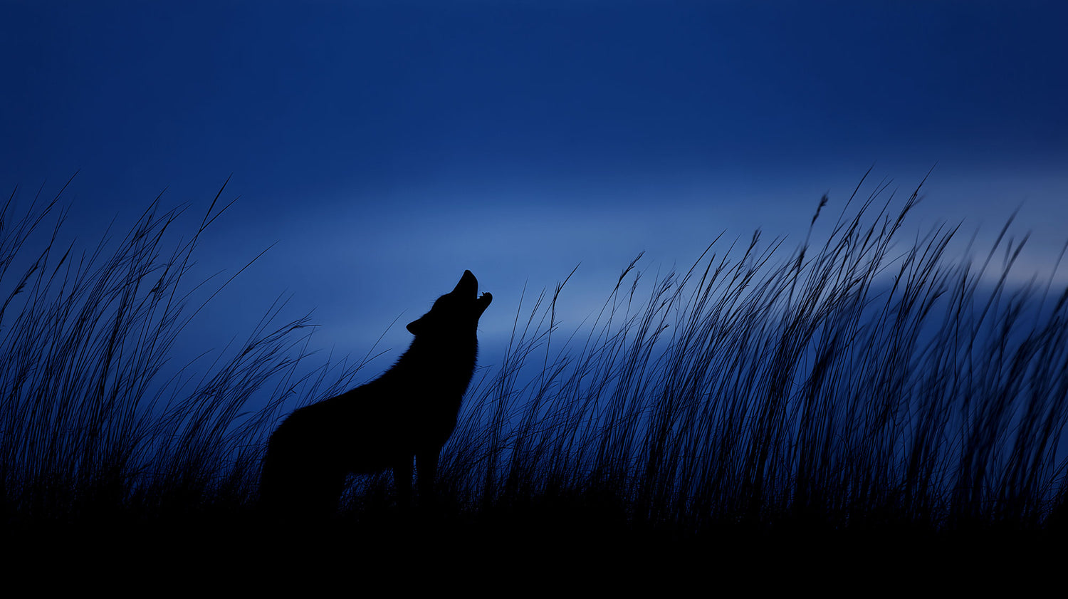 Howling Like a Wolf