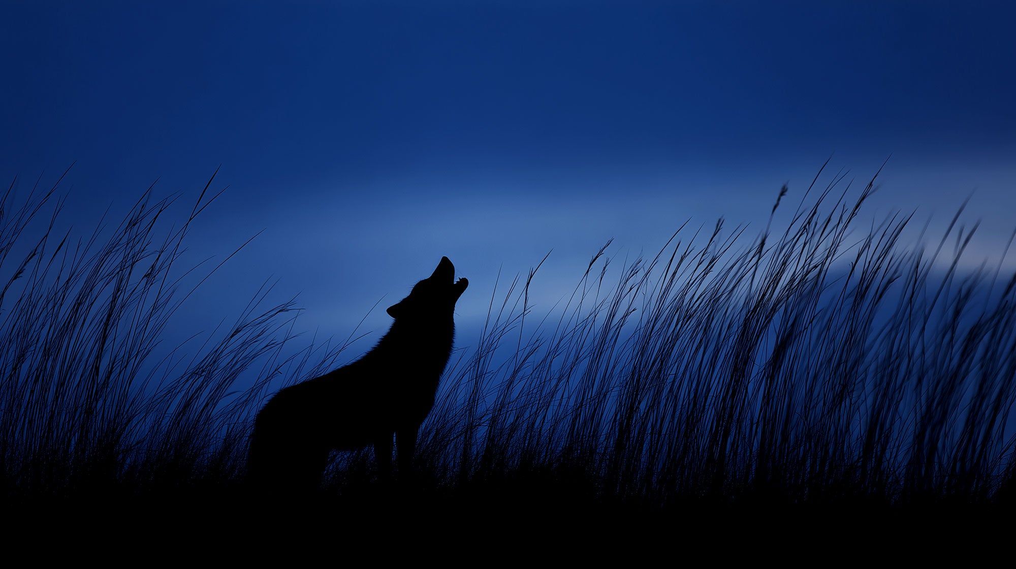 Howling Like a Wolf