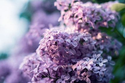 Lilacs and the Deep Blue Sky