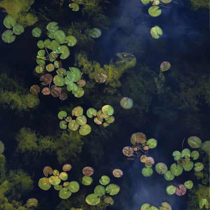 Lilypad