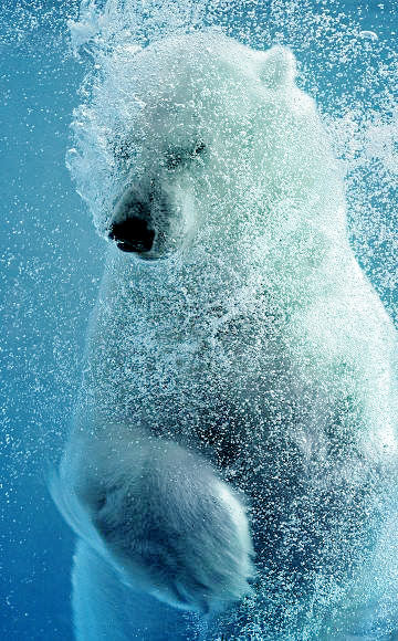 Polar