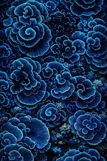 Sapphire Abstraction