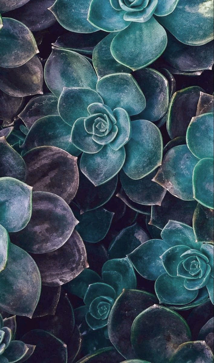 Succulent