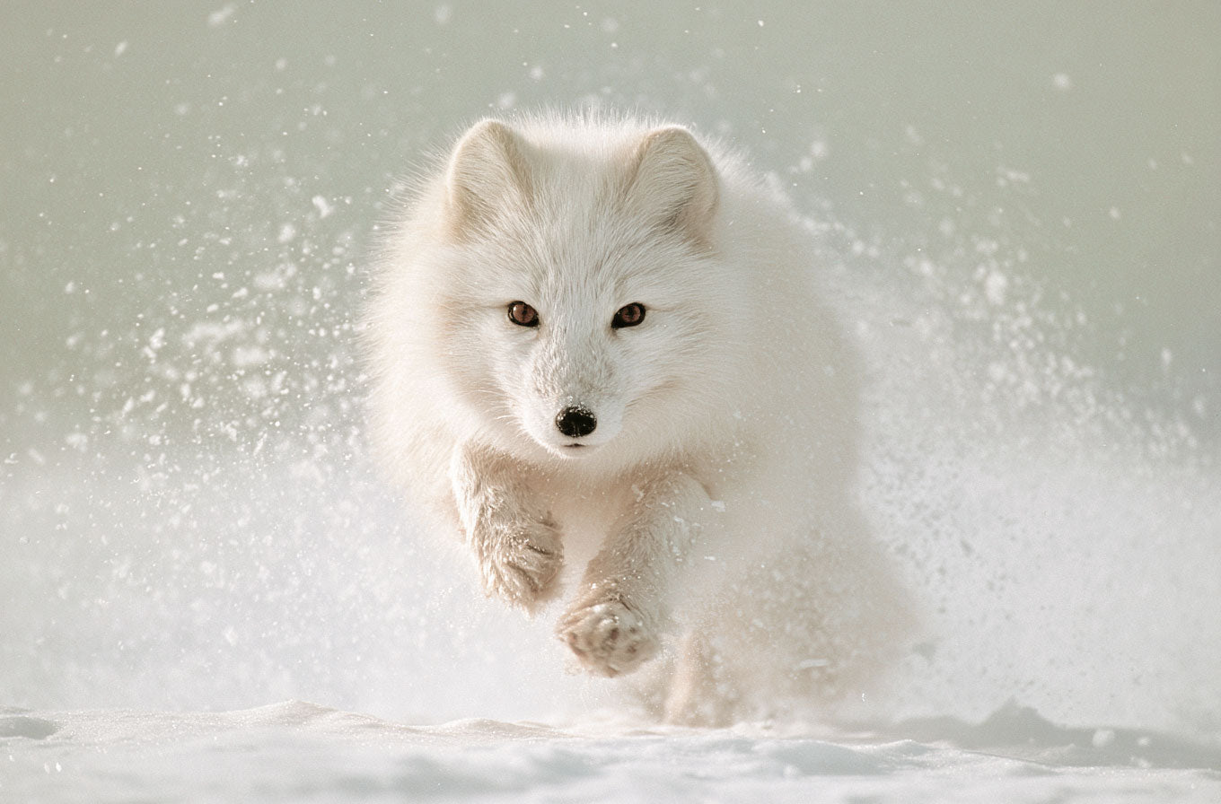 The Arctic Fox