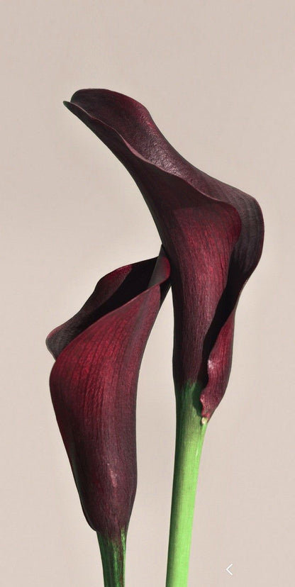 The Deepest Calla