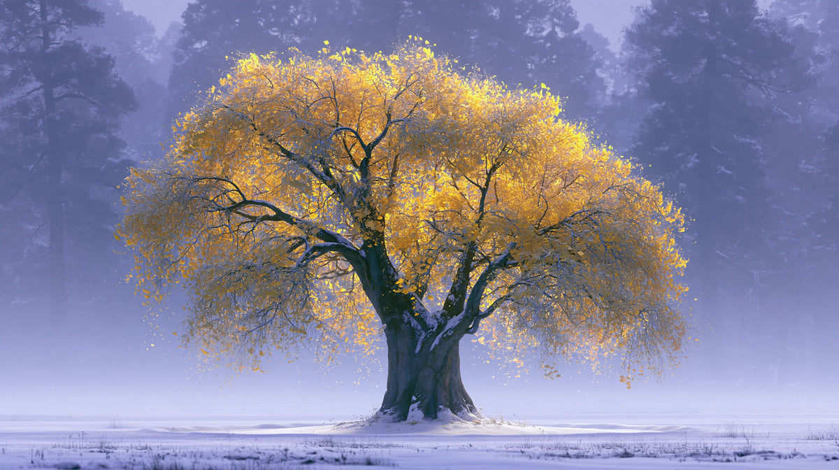 The Gingko