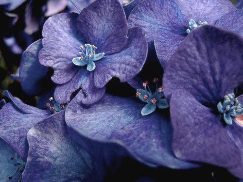 The Italian Hydrangea