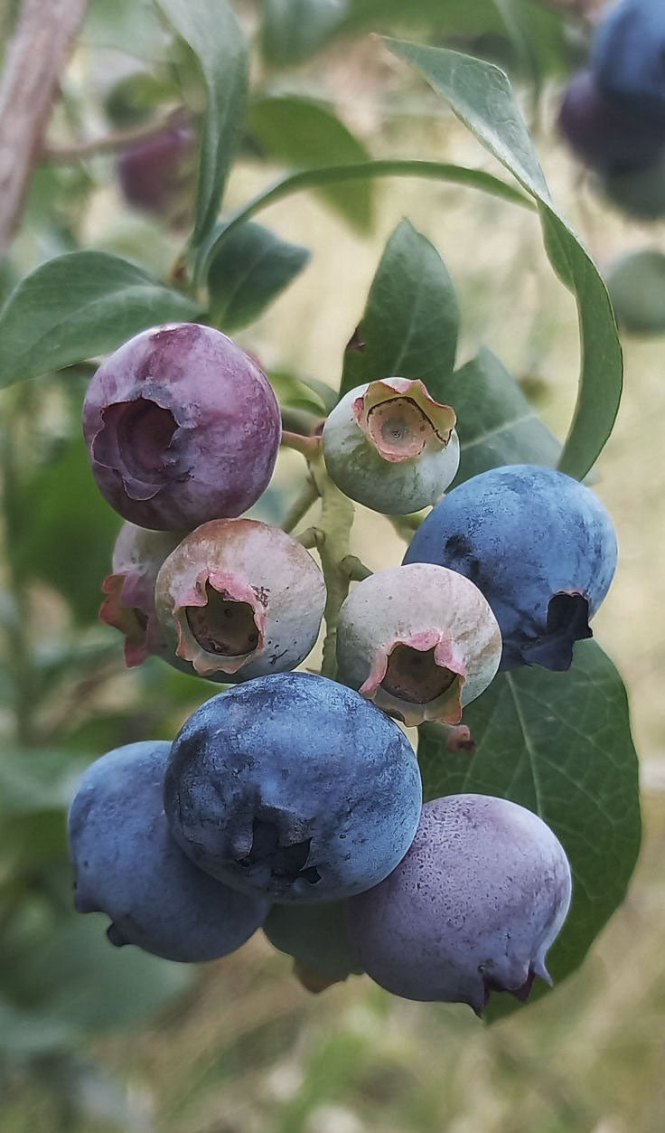 The Many Shades of Blueberries