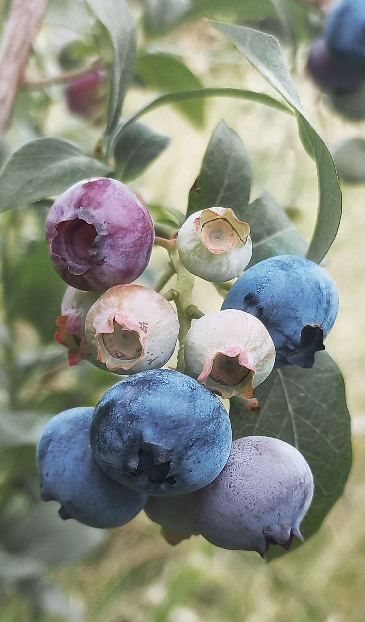 The Many Shades of Blueberries