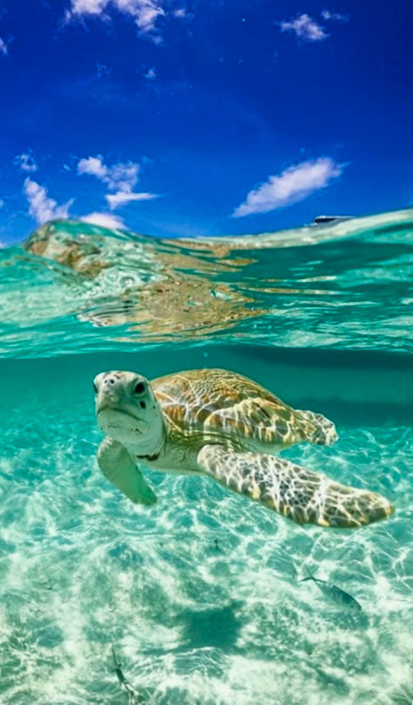 The Sea Turtle