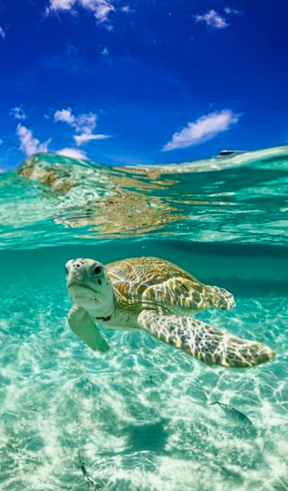 The Sea Turtle