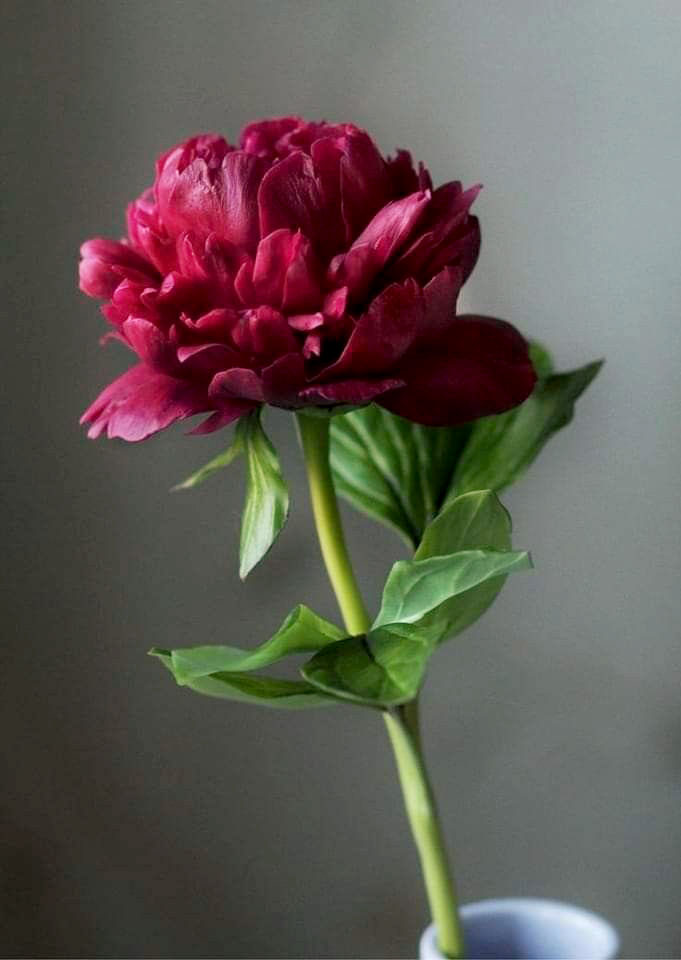 The Velvet Peony