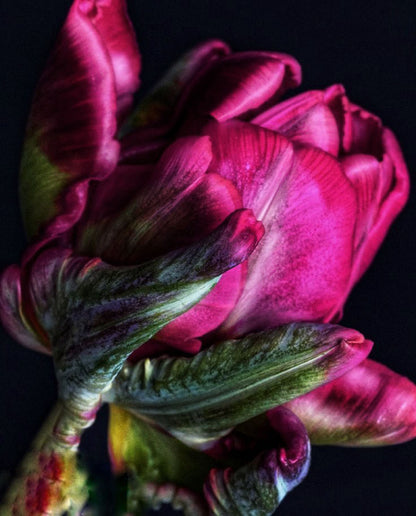 Tulip Electrified